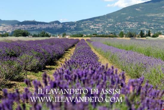 Festa della lavanda di Assisi 2016 Assisi