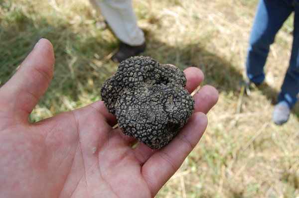 tartufo