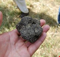 tartufo tartufo