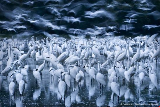 Wildlife Photographer of the Year 51 Milano