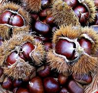 marroni_di_chiusani marroni_di_chiusani
