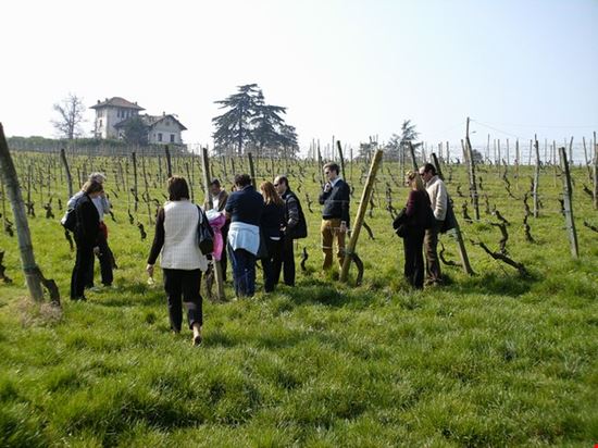 Vino e Storia sulle Colline del Sole Codevilla