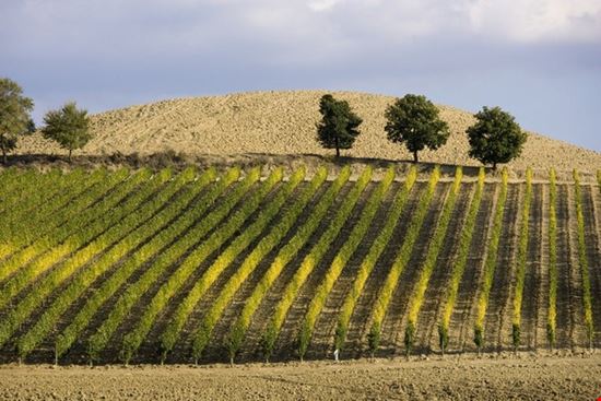 Terre Di Toscana Camaiore