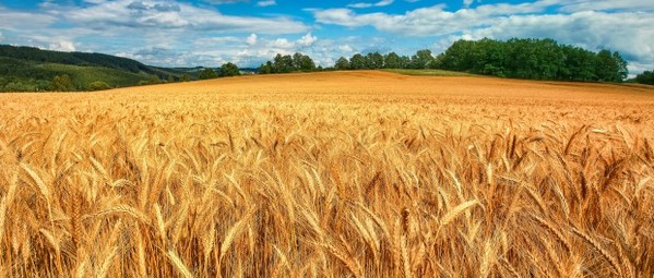 campo_di_grano