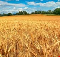 campo_di_grano campo_di_grano
