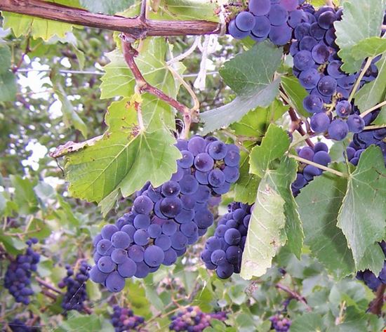 Bollicine in Villa Mirano