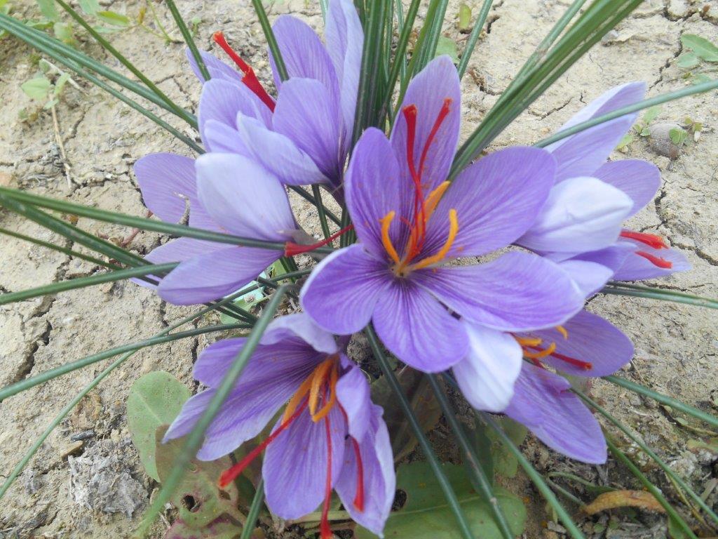 piantina-cn-7-fiori.jpg