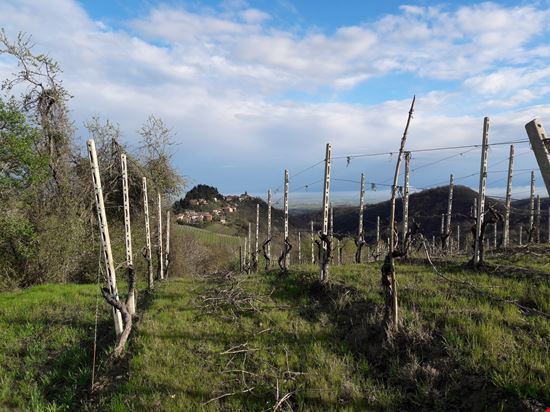 TRAMONTI DI..VINI TRA GESSI ED ULIVI Codevilla