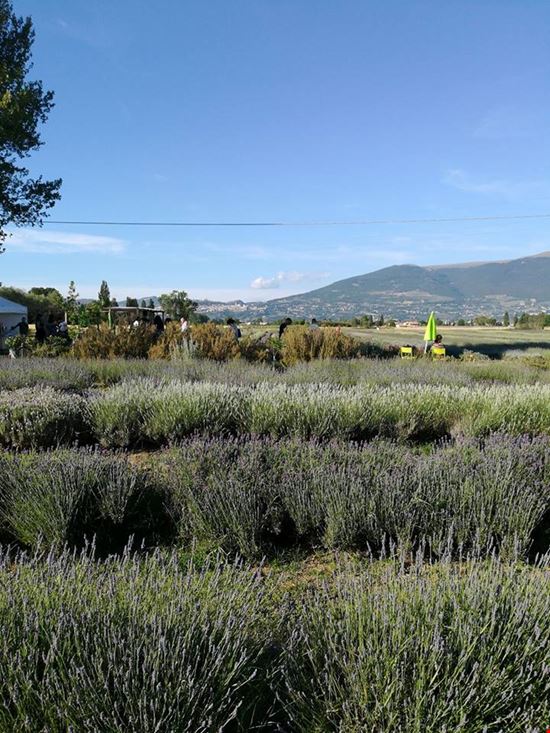 Festa della lavanda ad Assisi Assisi