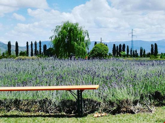Festa della lavanda ad Assisi Assisi