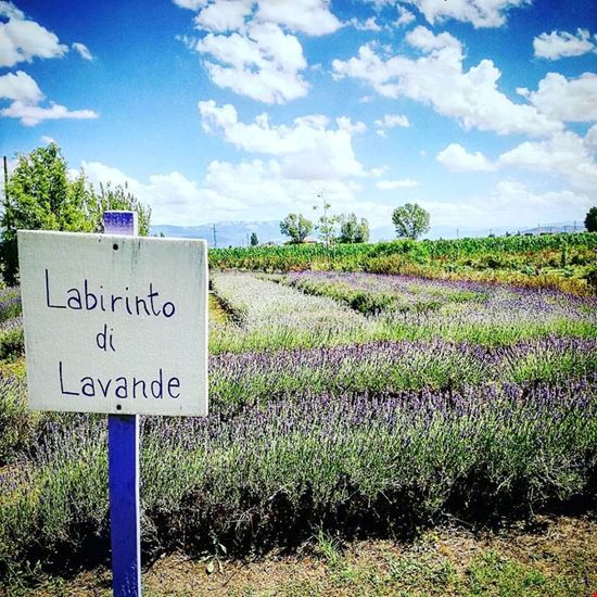 Festa della lavanda ad Assisi Assisi
