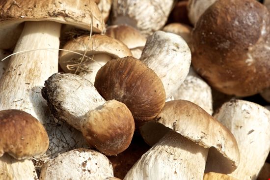 Sagra del Fungo e del Miele Zavattarello