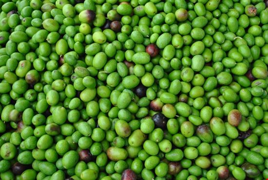 Sagra dell'Ulivo e dell'Olio Brisighella