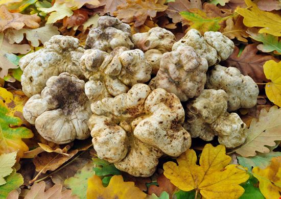 Fiera Nazionale del Tartufo Bianco  Acqualagna