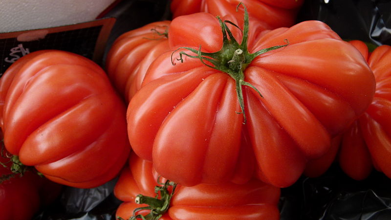 800px-Pomodoro_Costoluto_Genovese.jpg
