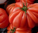 800px-Pomodoro_Costoluto_Genovese.jpg 800px-Pomodoro_Costoluto_Genovese.jpg