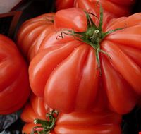 800px-Pomodoro_Costoluto_Genovese.jpg 800px-Pomodoro_Costoluto_Genovese.jpg