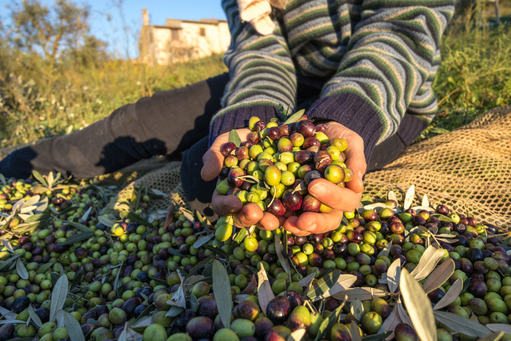 Olio_1235257744.jpg