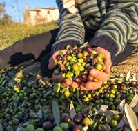 Olio_1235257744.jpg Olio_1235257744.jpg