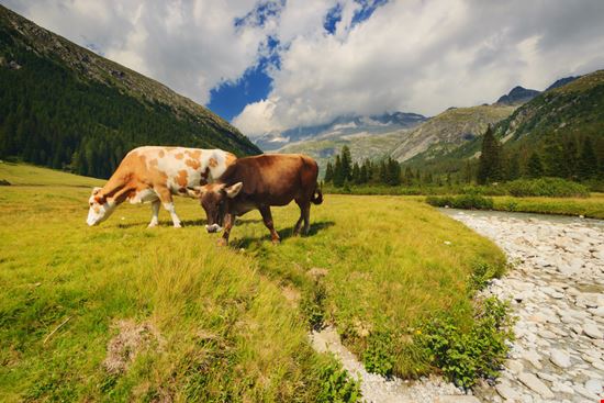 Giovenche di Razza Rendena Pinzolo