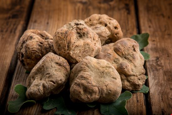 Mostra Nazionale del Tartufo Bianco Pregiato delle Marche Sant'Angelo in Vado