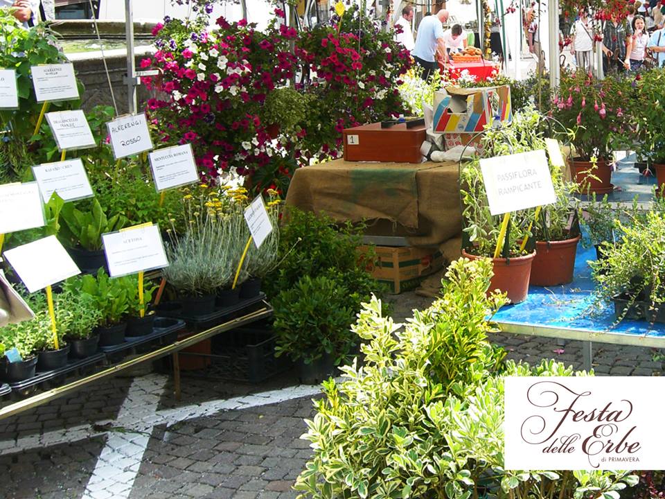 Forni-Festa-delle-erbe-Selli-Coradazzi-04.jpg