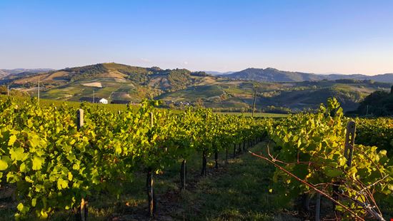 TRAMONTI DI..VINI TRA GESSI ED ULIVI Codevilla