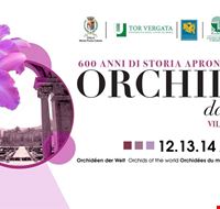 Orchidee Orchidee