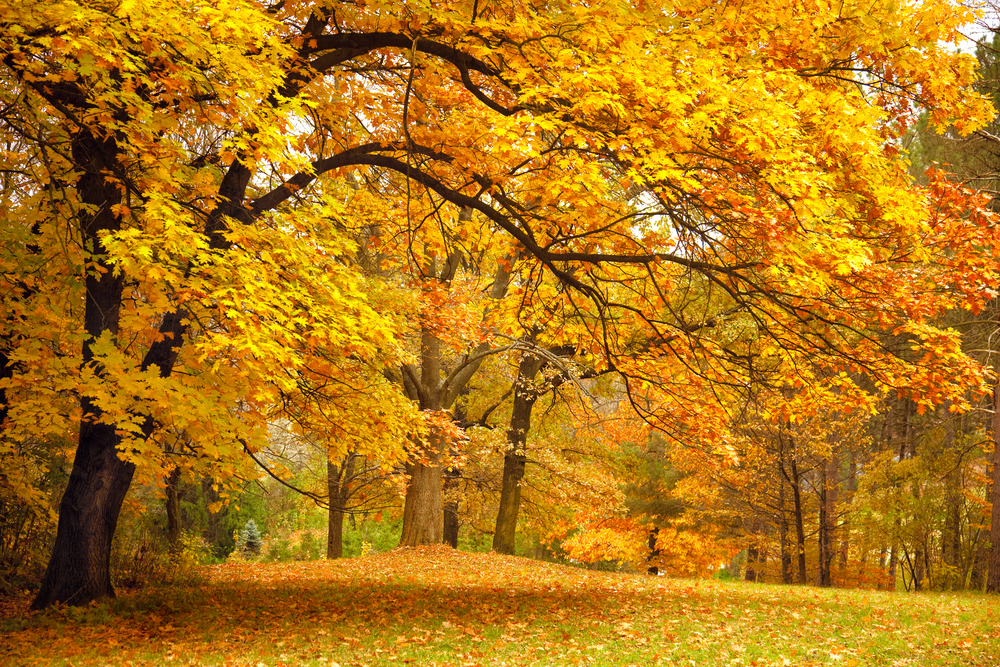 shutterstock_108554648