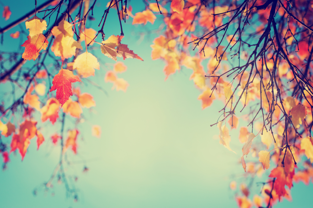 shutterstock_223209310