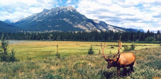 Bull Elk