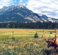 Bull Elk Bull Elk