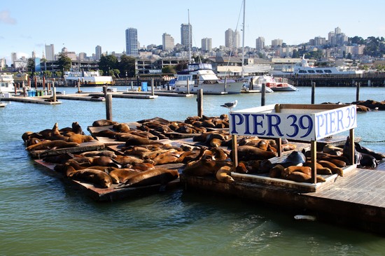 san francisco leoni marini al pier 39
