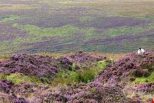  exmoor national park