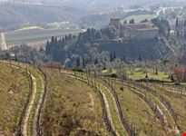 vigneti di ficulle