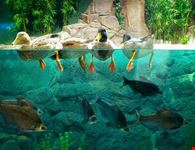 shanghai acquario