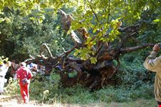 bosco del cerquone