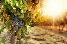 vigneti