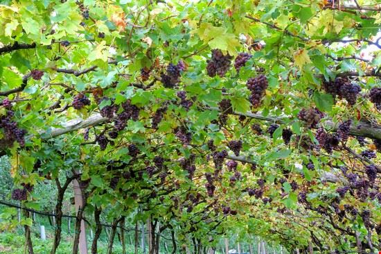  Caldaro sulla strada del vino Shutterstock.com - Shutterstock.com Shutterstock.com