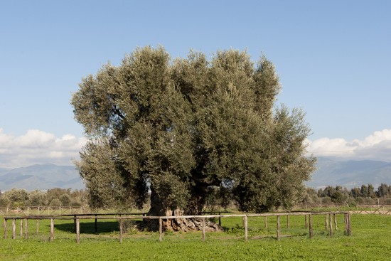 Villamassargia