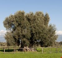 Villamassargia Villamassargia