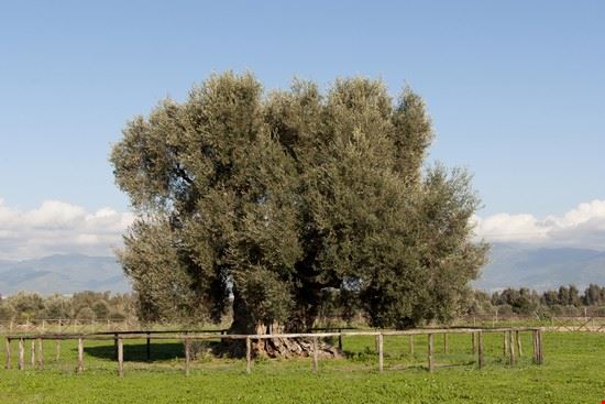 Villamassargia