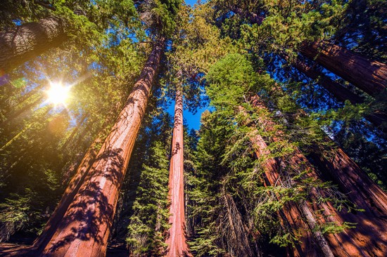 Sequoia National Park