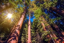 Sequoia National Park