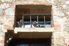incontri