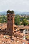 torre guinigi lucca