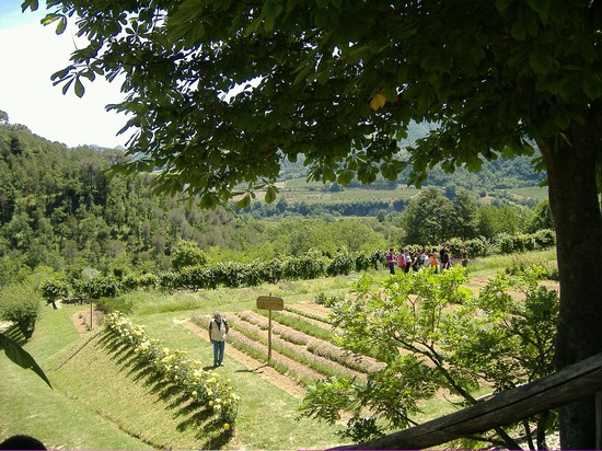 giardino delle erbe