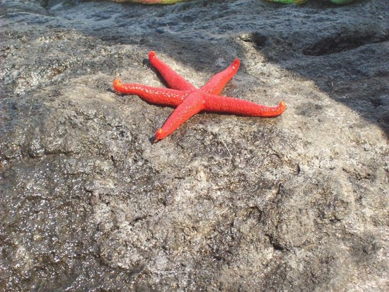 stelle non solo in cielo
