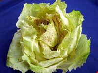 radicchio di castelfranco