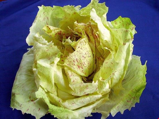  Castelfranco Veneto Goldlocki - CC BY SA 3.0 Goldlocki